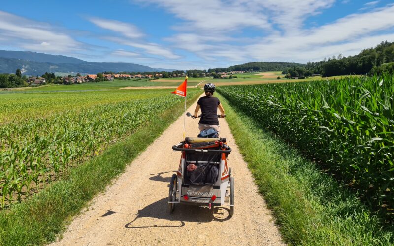 Giro in bicicletta per famiglie nel Seeland: Viaggio con un rimorchio per biciclette con bambino da Ins a Erlach su una strada naturale